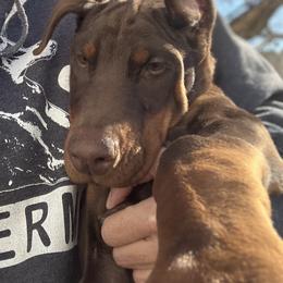 Doberman Pinscher Puppies from Von Schaaf Haus DuPree
