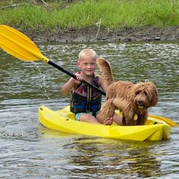 Australian Cobberdog Puppies from Faberge Australian Cobberdogs