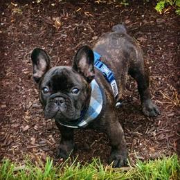 French Bulldog Puppies from Legend French Bulldogs