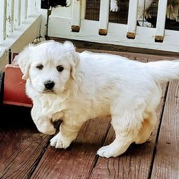 Golden Retriever Puppies from Golden Meadows