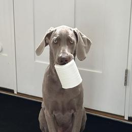 Weimaraner All Grown Up from Desert Rose Weimaraners