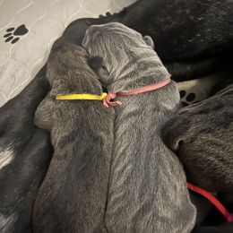Cane Corso Puppies from Valyrian Cane Corsos