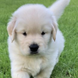 Golden Retriever and Labrador Retriever Puppies from Emerald Knoll