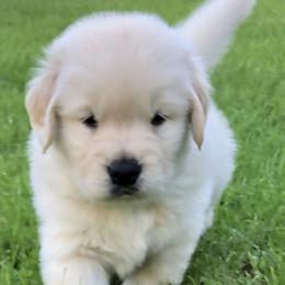 Golden Retriever and Labrador Retriever Puppies from Emerald Knoll