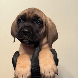 Solara - Fawn female Cane Corso puppy in Houston, Texas from Mortaio Cane Corso