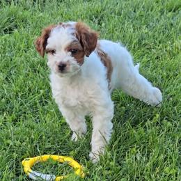 Onyx - Blenheim male Cavapoo puppy in Blackfoot, Idaho from Rocky Desert Goldens and Cavaliers