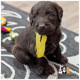 OFA-Genetics-2 Year Health Warranty - Chocolate F1 Labradoodle Puppies - Ready June 27th. - Chocolate male Labradoodle puppy in Jeddo, Michigan from Apple Creek Doodles