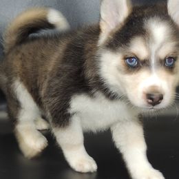 Pomsky and Siberian Husky Puppies from Beastly Beauties Huskies & Pomskies