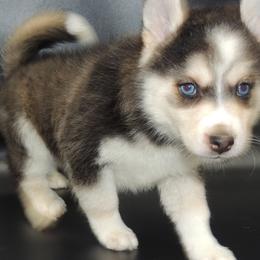 Pomsky and Siberian Husky Puppies from Beastly Beauties Huskies & Pomskies