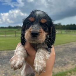 Girl 3 - Black white and tan female English Springer Spaniel puppy in Fort Meade, Florida from Lake in the Hills Springers