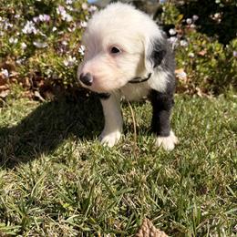 Mac - Black and white male Old English Sheepdog puppy in Acton, California from Fab OES