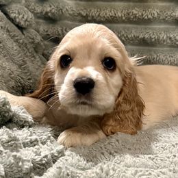 Wile - Buff male Cocker Spaniel puppy in Sumter, South Carolina from Cocker Eclipse In Home Kennel