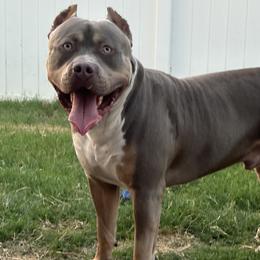 Mooch - American Bully puppy in Florida from Formidabull Kennels