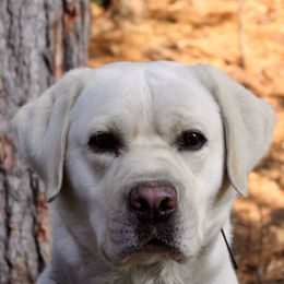 Sylas - Labrador Retriever
