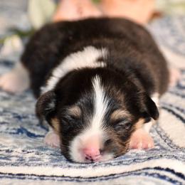H - Black and tan male Pembroke Welsh Corgi puppy in East Canton, Ohio from Victorian Farms