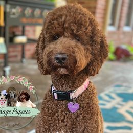 Ginger - Goldendoodle