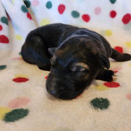 Trinity - Sable female German Shepherd puppy in Los Lunas, New Mexico from Mali's German Shepherds