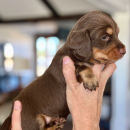 Misu - Chocolate and cream female Dachshund puppy in Queen Creek, Arizona from Jolly Rogers Dachshunds