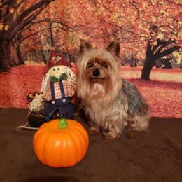 Bear - Yorkshire Terrier