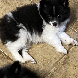 Pomsky Puppies from Perfect Pomskies