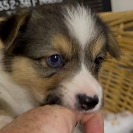 AKC Green with blue eye - Black and tan male Pembroke Welsh Corgi puppy in Summerfield, Florida from Promise Land Farm