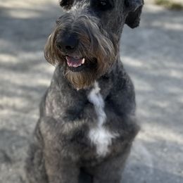 Gunner - Schnoodle
