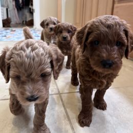 Goldendoodle Puppies from North Bay Goldendoodles