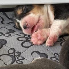 Brown - Black white and tan male Harrier puppy in Waxhaw, North Carolina from Darkfire Harriers