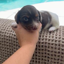 Tilly - Piebald female Dachshund puppy in North Fort Myers, Florida from Trust Fund Devil Kennel