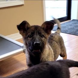Venus - Sable female German Shepherd puppy in Winchester, Kentucky from Del Lago Canine Center