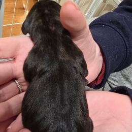 Brindle Boy Cici - Brindle male Dachshund puppy in Barre, Massachusetts from Central Mass Dachshunds