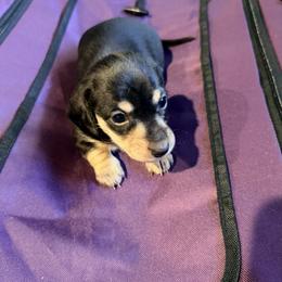 Barkley jr - Black and cream male Dachshund puppy in Gearhart, Oregon from SunnySeaDachs