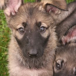 Shiloh Shepherd Puppies from Solace Shilohs