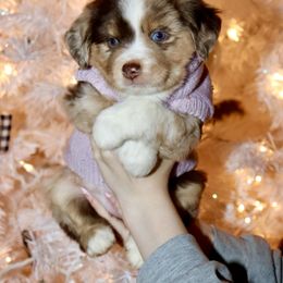 Golden Retriever and Miniature Australian Shepherd Puppies from Raised Right Pups