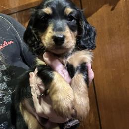 Bailey - Black and tan male Dachshund puppy in Spencer, Ohio from JAM Doxies