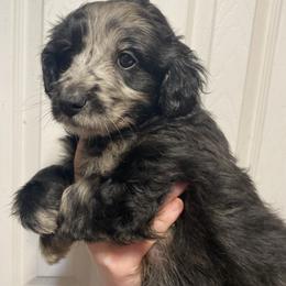 Piper - Blue merle female Aussiedoodle puppy in Columbia, Kentucky from Burton's Precious Doodles