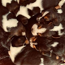 Basset Hound Puppies from Low and Slow Basset Hounds