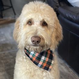 Boone - Goldendoodle