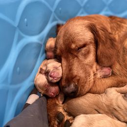 Golden Retriever Puppies from Sunshine Mountain Retrievers