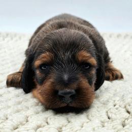 Puppy 1 - Red male Dachshund puppy in Zebulon, North Carolina from Salt of the Earth Dachshunds