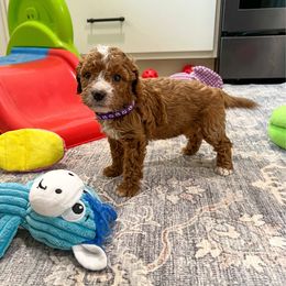 Giada - Red female Cavapoo puppy in Beresford, South Dakota from DAKOTA DOOD RANCH