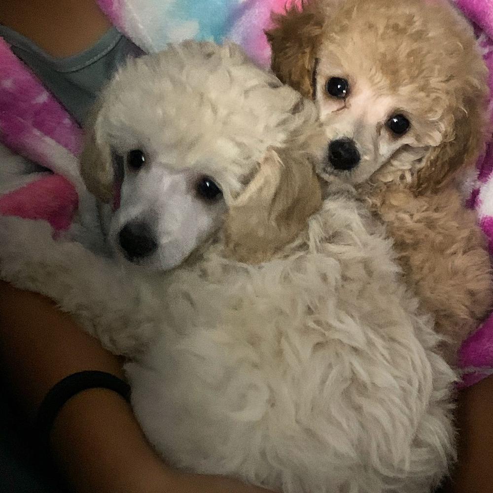 Toy Poodle And Maltese Perfection In