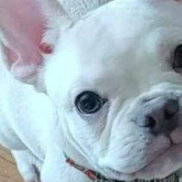 French Bulldogs and Pugs from Circus Pugs & Frenchies