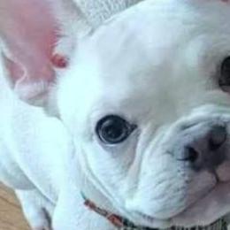 French Bulldogs and Pugs from Circus Pugs & Frenchies
