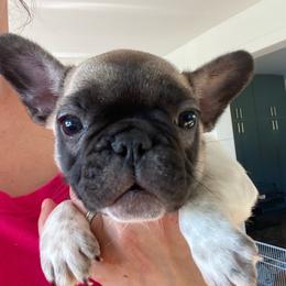 Noki - Fawn and white male French Bulldog puppy in Sidney Center, New York from iFrenchi