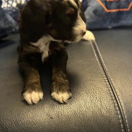 Red Collar Boy - Tri-color male Bernedoodle puppy in Colorado Springs, Colorado from Pikes Peak Doodles