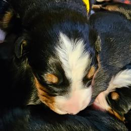 Yellow - Black rust and white male Bernese Mountain Dog puppy in Auburn, Washington from MSM Bernese Mountain Dogs