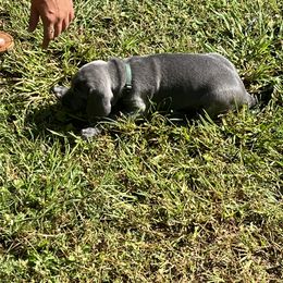 Weimaraner Puppies from Georgia Line Weimaraners