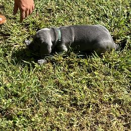 Weimaraner Puppies from Georgia Line Weimaraners