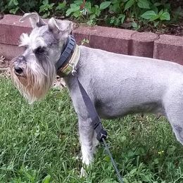Miniature Schnauzers from Carolina Legacy Miniature Schnauzers